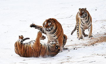 Chine : les tigres de Sibérie prennent du poids en hiver