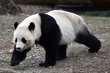 Le Parc zoologique national de Washington organise des activités pour dire adieu au panda géant Baobao