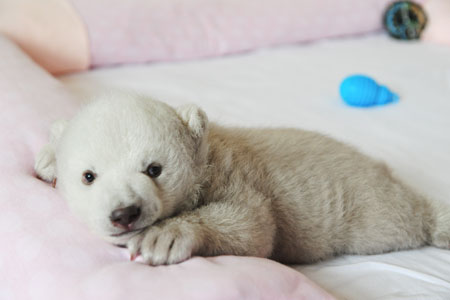 Chine: un adorable bébé ours polaire à Penglai au Shandong