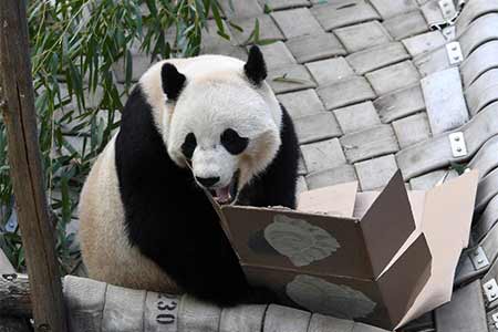 Au revoir Washington, le retour en Chine du panda Bao Bao en images