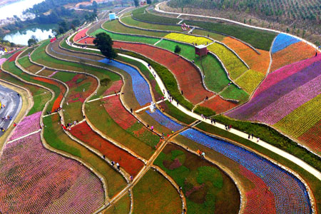 Champs multicolores de tulipes dans l'est de la Chine