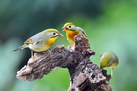 Photos d'adorables oiseaux à Fuzhou