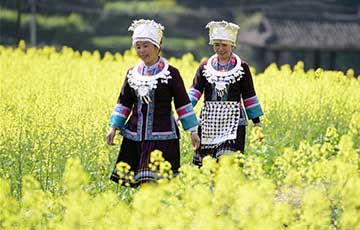Chine: Des fleurs de colza en pleine floraison