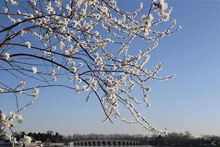 Chine: des fleurs de pêcher épanouies à Beijing