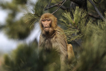 Chine: d'adorables macaques au mont Shuangta à Chengde