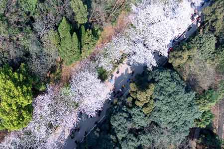 Wuhan: les fleurs de cerisiers annoncent le printemps