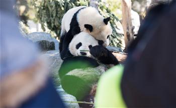 Des pandas géants jouent au zoo de Toronto