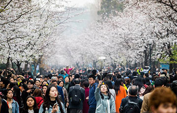 Nanjing: Les fleurs de cerisiers en pleine floraison