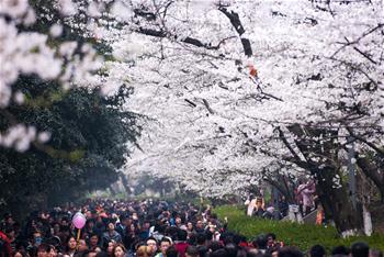 Chine: Des fleurs de cerisiers s'épanouissent à Wuhan