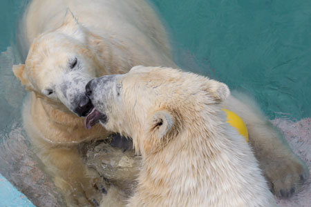 Le Zoo de Budapest accueille deux ours polaires