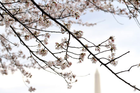 Des fleurs de cerisier s'épanouissent à Washington D.C.