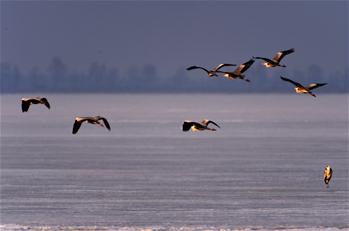 Chine: des oiseaux migrateurs au bord du lac Xingkai
