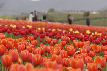 Chine : champs de tulipes à Chaohu dans l'Anhui