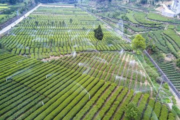Chine : cueillette des feuilles de thé au Hubei