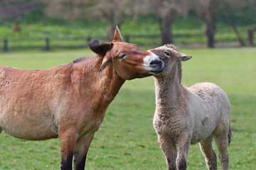 Belgique : deux chevaux de Przewalski transportés au zoo de Prague