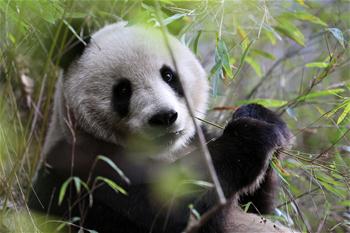 Photos : des pandas sauvages dans le nord-ouest de la Chine
