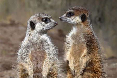Pays-Bas: d'adorables suricates dans un zoo à Rhenen