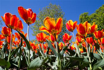 Photos : Fête de la Tulipe à Morges