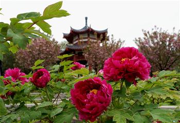 Photos: de belles fleurs de pivoine dans le centre de la Chine