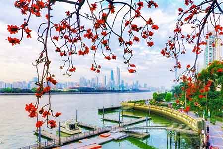 Photos aériennes des fleurs de kapokier dans le sud de la Chine
