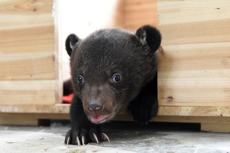 Photos d'adorables bébés ours noirs jumeaux dans l'est de la Chine