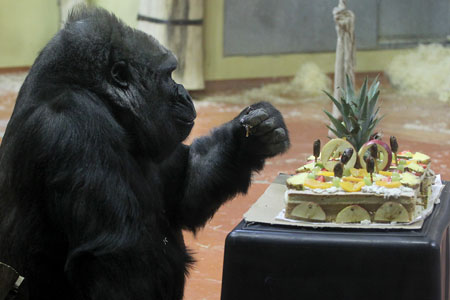 La plus vieille femelle gorille du Zoo de Budapest fête ses 40 ans