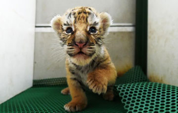 Chine : naissance de 50 tigres de Sibérie dans le nord-est