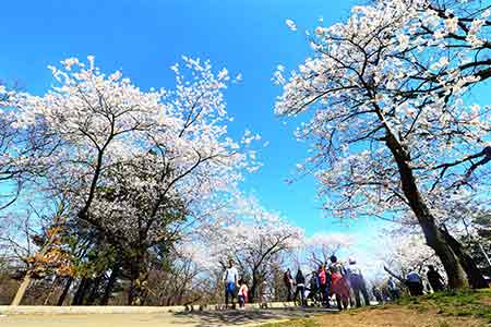 En photos : Floraison des cerisiers à Toronto au Canada