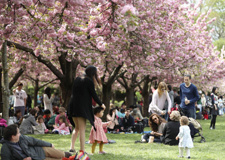 Cerisiers en fleurs à New York