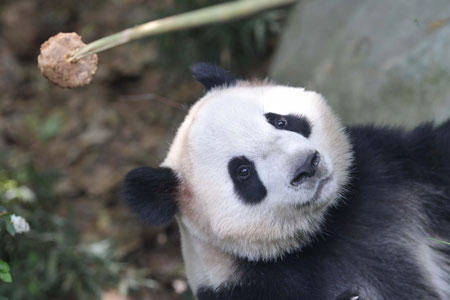 Deux pandas géants seront envoyés à Copenhague