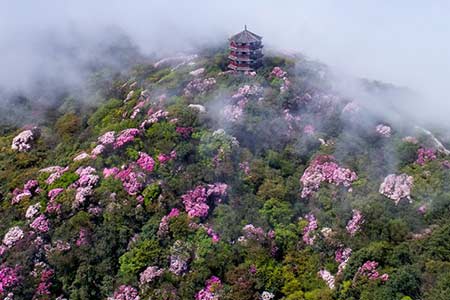 De belles fleurs d'azalée sauvages dans le sud-est de la Chine