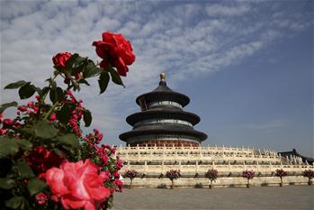 Photos : Roses chinoises en fleur dans la capitale chinoise