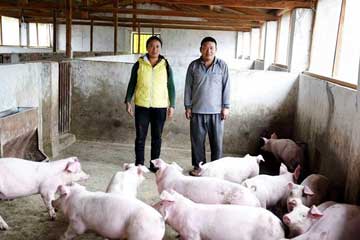 Chine : aide à l'élevage de cochons pour lutter contre la pauvreté au Yunnan