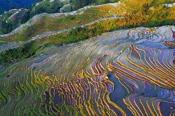 Chine : champs en terrasses au Guizhou