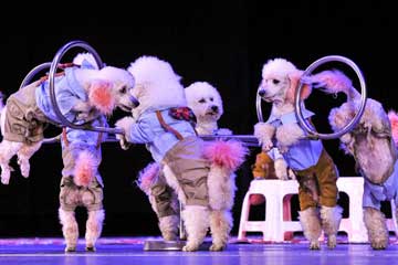 Chine : festival international du cirque à Urumqi
