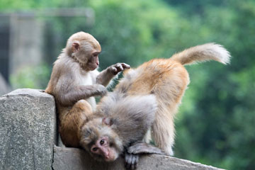 Macaques dans le sud-ouest de la Chine