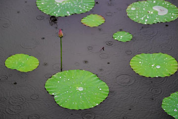 Un bouton de lotus sous la pluie