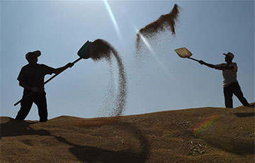 Chine : récolte du blé au Hebei