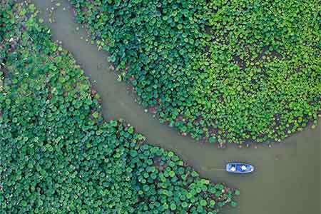 Photos - Un étang de lotus dans l'est de la Chine