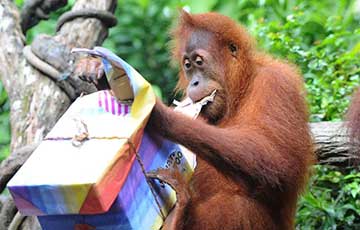 44e anniversaire du zoo du Singapour