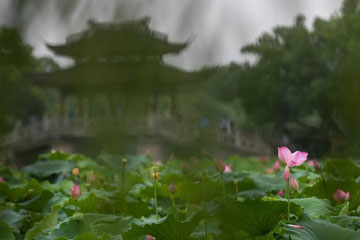 Lotus dans l'est de la Chine