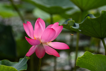 Fleurs de lotus dans un parc à Tianjin