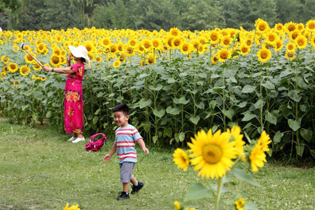 Des tournesols s'épanouissent dans le Parc forestier olympique à Beijing
