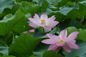 Chine: fleurs de lotus à Jinan