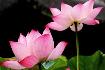 Chine：Fleurs de lotus en photos