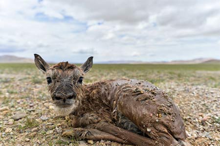 Saison des naissances pour les antilopes tibétaines