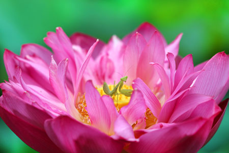 Photos - Une mante sur une fleur de lotus