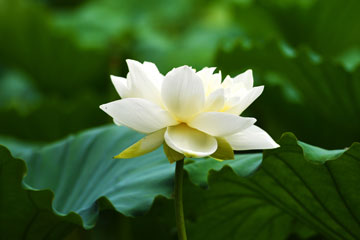 Chine: des lotus au lac Daming à Jinan