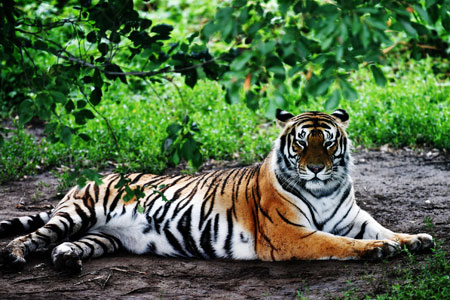 Chine: des tigres de Sibérie à Harbin