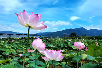 Dix photos qui montrent la beauté incroyable des fleurs de lotus en Chine